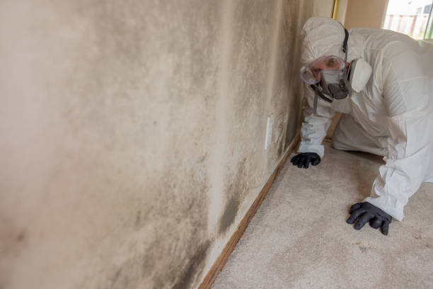 Why You Should Choose Our Mold Remediation Services in Mora, MN